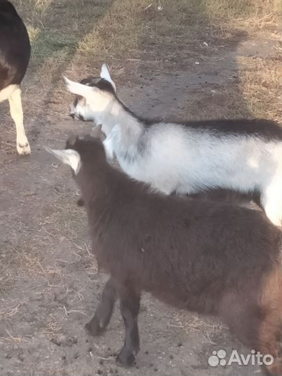 Козочки и козлики