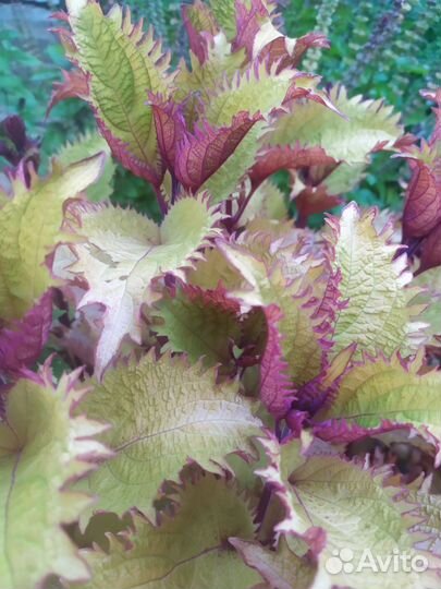 Продам колеусы по 10-20р