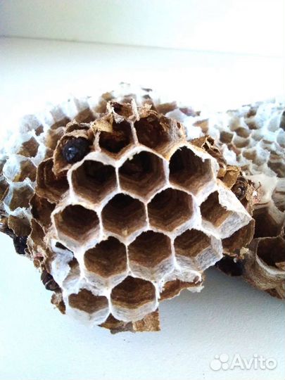 Гнездо ос или шершней