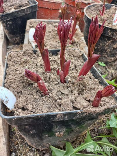 Пионы саженцы