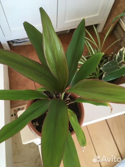 Фикус, юкка, драцена, кордилина, эпипремнум