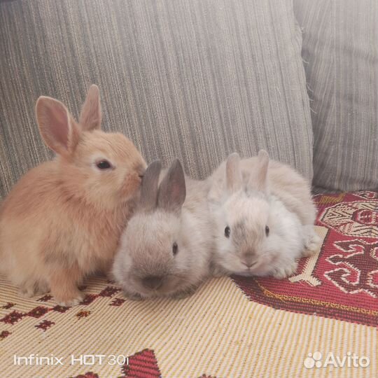 Декоративные кролики