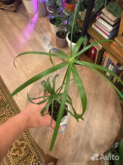 Циперус/Хатиора/ Бегония