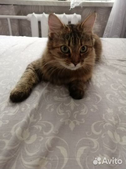 Кошки в добрые руки