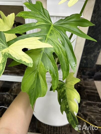Филодендрон радиатум