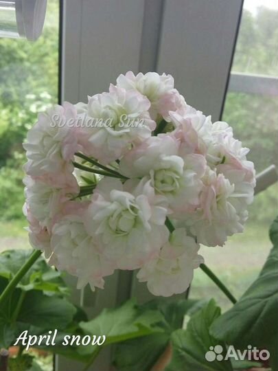 Пеларгонии сортовые Австралийская роза, Розалинда