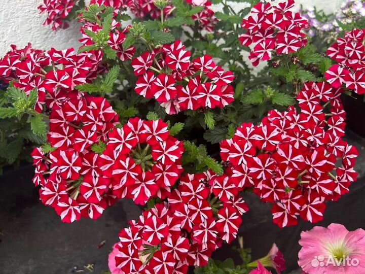 Вербена вегетативная