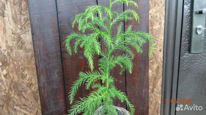 Криптомерия