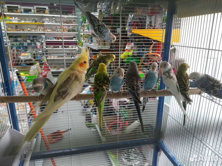 Попугаи волнистые