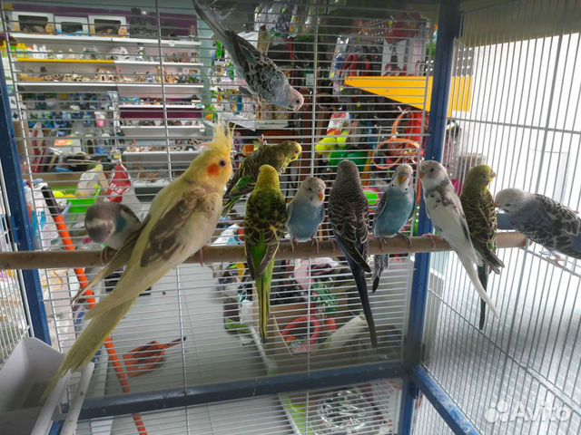 Попугаи волнистые