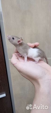 Крысята крысы дамбо рекс вельветин хаски