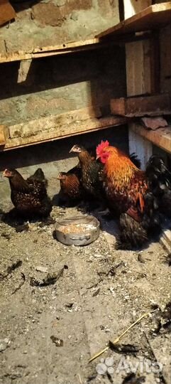 Цыплята яйцо орпингтон кохинхин