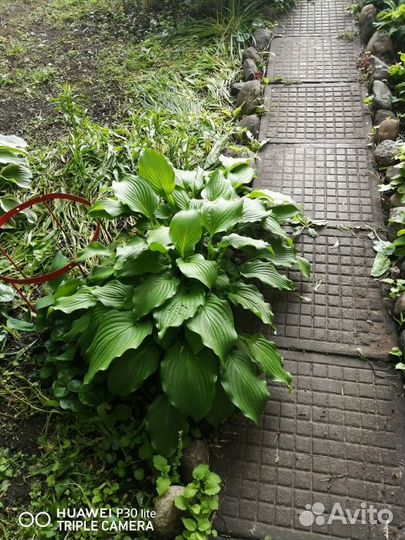 Продам хосту