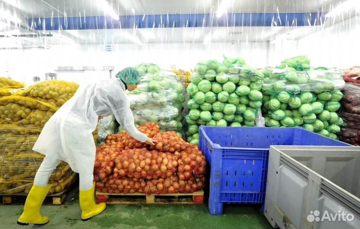 Молочная ферма (колхоз) крс