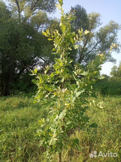 Дуб от1 года до 5 лет