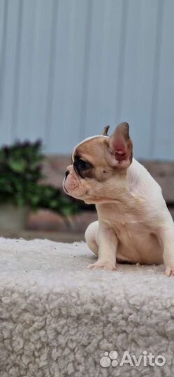 Французский бульдог мини