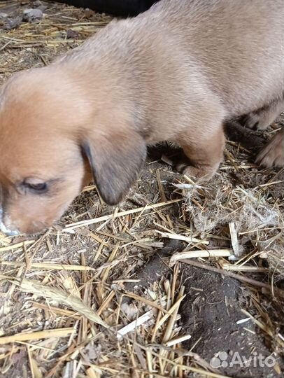 Отдам в добрые руки щенков таксы за шоколадку