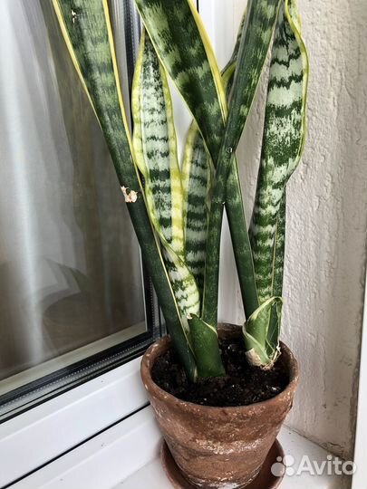 Сансевиерия Лауренти