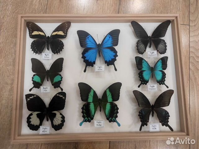 Продам коллекцию тропических бабочек