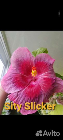 Гибискусы флоридские