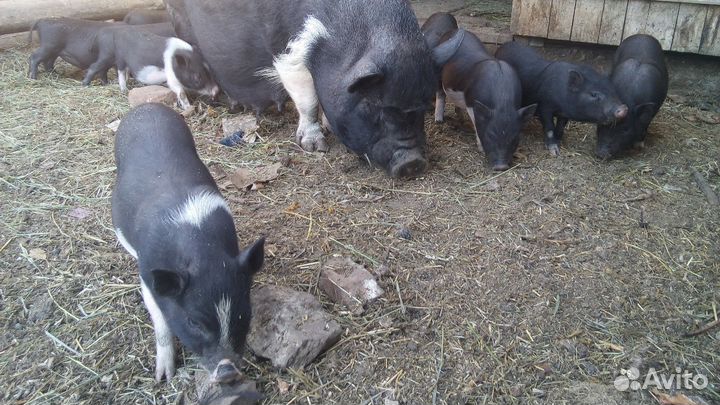 Вьетнамский вислобрюхий поросенок