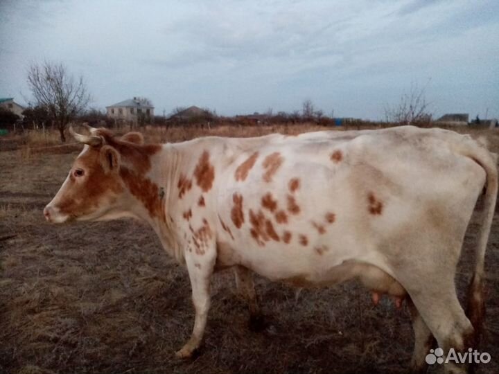 Продается корова