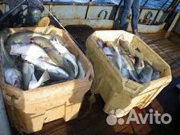 Морская рыбалка териберка