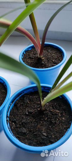 Гиппиаструм