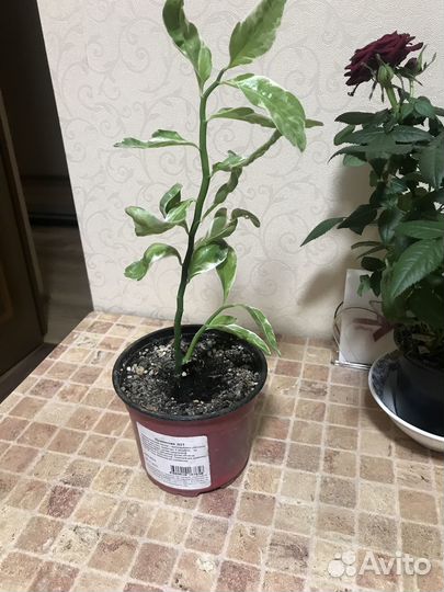 Педилантус