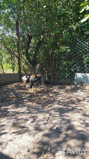 Бойцовые петухи