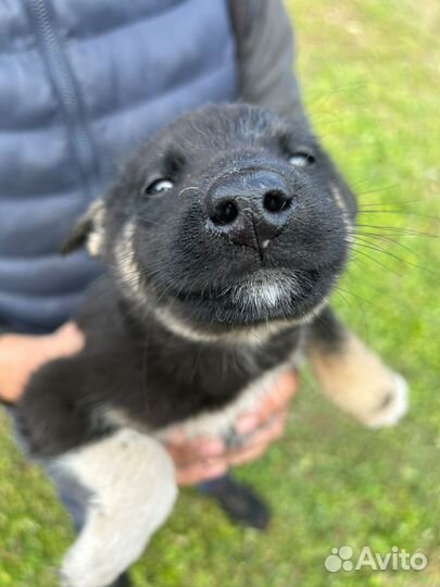 Щенки на охрану