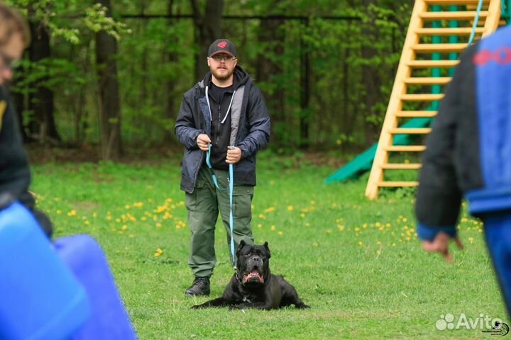 Кинолог. Дрессировка и воспитание собак