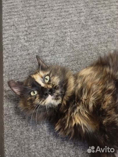 Кошка