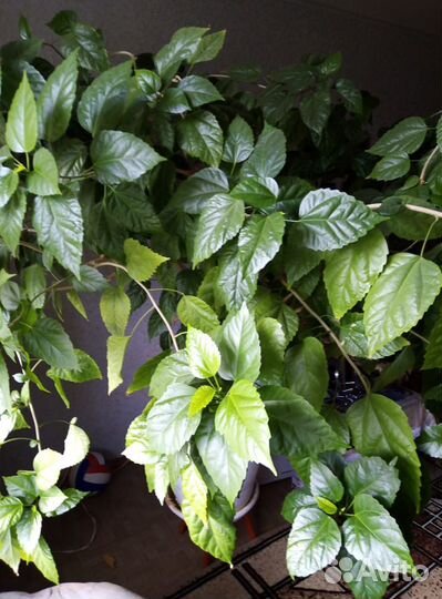 Гибискус китайский