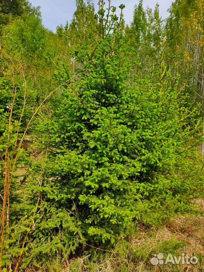 Саженцы хвойных пород деревьев