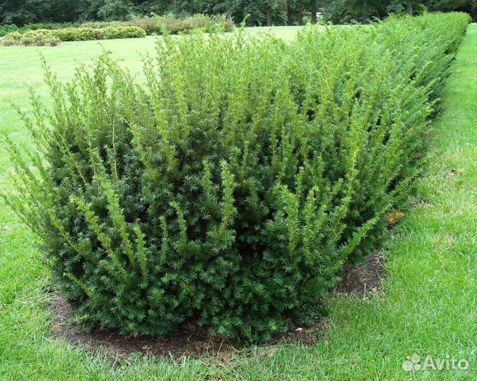 Тис Хикси семена