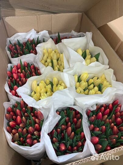 Тюльпаны опт и розница