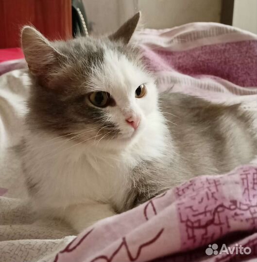 Отдадим в хорошие руки бесплатно кошку