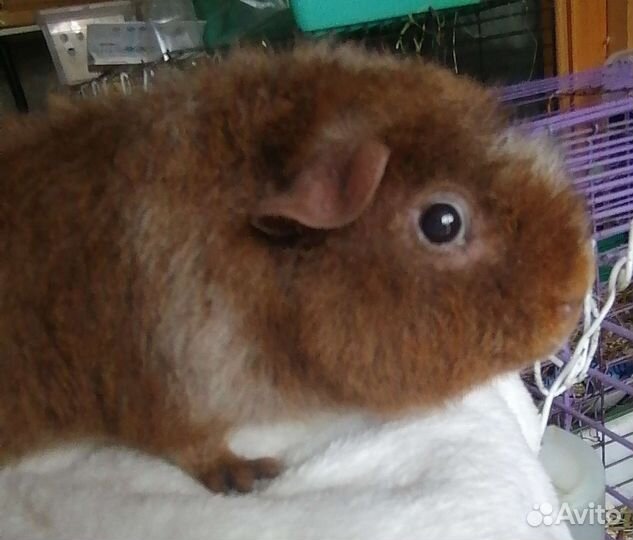 Морская свинка американский тедди