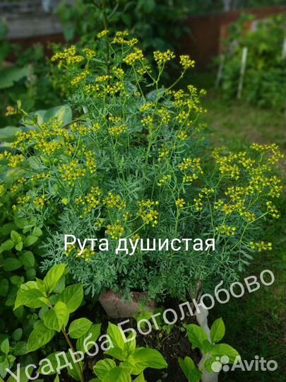 Мята сортовая и пряные травы