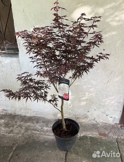 Саженцы клена красный веерный