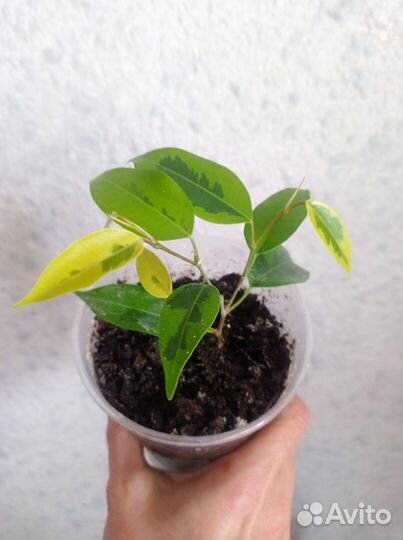 Фикус бенджамина Регидан