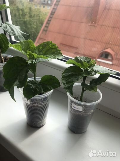 Сортовой гибискус Cristal Ball