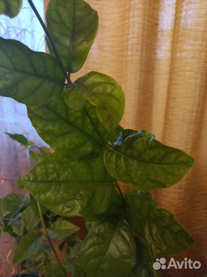 Комнатные растения цветы большие