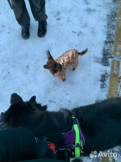 Выгул собак