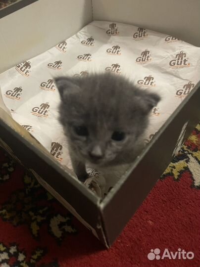 Кошки бесплатно