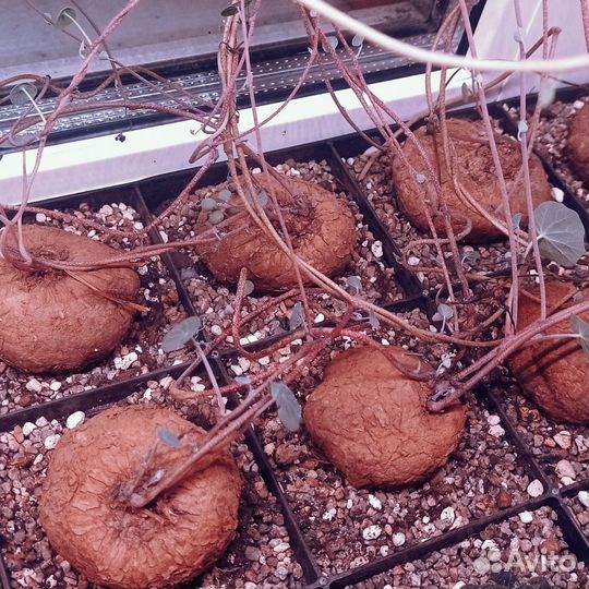 Стефания Эректа