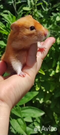 Сирийский хомяк