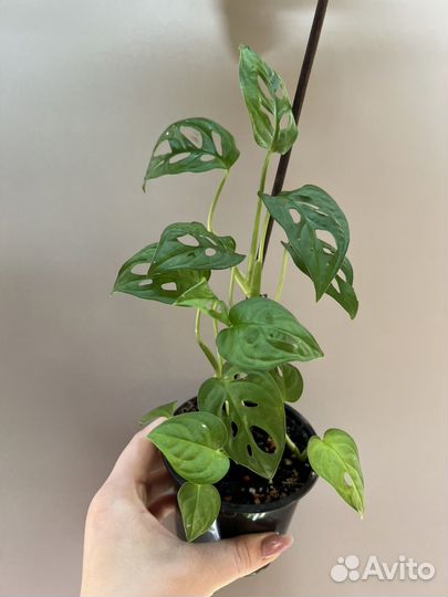 Монстера эскилето