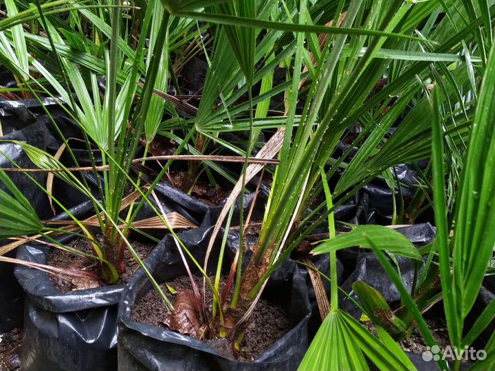 Пальма Трахикарпус